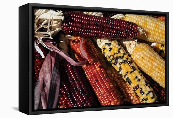 Santa Fe, New Mexico, USA. Dried Indian corn.-Julien McRoberts-Framed Premier Image Canvas