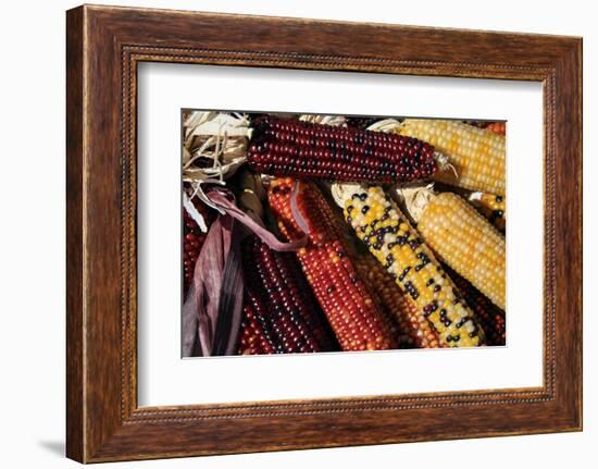 Santa Fe, New Mexico, USA. Dried Indian corn.-Julien McRoberts-Framed Photographic Print