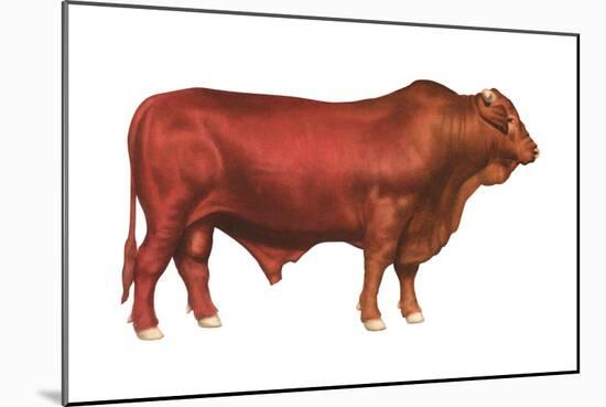 Santa Gertrudis Bull, Beef Cattle, Mammals-Encyclopaedia Britannica-Mounted Art Print