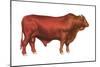 Santa Gertrudis Bull, Beef Cattle, Mammals-Encyclopaedia Britannica-Mounted Art Print