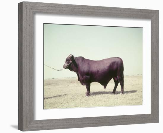 Santa Gertrudis Bull Is a Cross Between Shorthorns and Brahmans and Is Bred at King Ranch-John Dominis-Framed Photographic Print