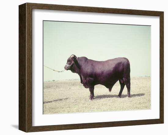 Santa Gertrudis Bull Is a Cross Between Shorthorns and Brahmans and Is Bred at King Ranch-John Dominis-Framed Photographic Print