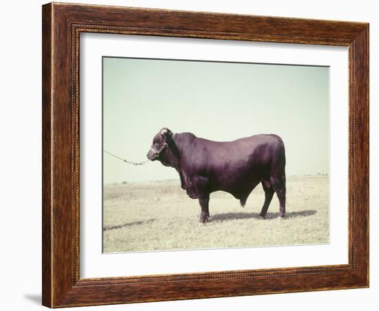 Santa Gertrudis Bull Is a Cross Between Shorthorns and Brahmans and Is Bred at King Ranch-John Dominis-Framed Photographic Print