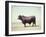 Santa Gertrudis Bull Is a Cross Between Shorthorns and Brahmans and Is Bred at King Ranch-John Dominis-Framed Photographic Print