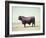 Santa Gertrudis Bull Is a Cross Between Shorthorns and Brahmans and Is Bred at King Ranch-John Dominis-Framed Photographic Print