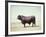 Santa Gertrudis Bull Is a Cross Between Shorthorns and Brahmans and Is Bred at King Ranch-John Dominis-Framed Photographic Print