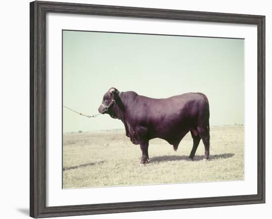 Santa Gertrudis Bull Is a Cross Between Shorthorns and Brahmans and Is Bred at King Ranch-John Dominis-Framed Photographic Print