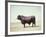 Santa Gertrudis Bull Is a Cross Between Shorthorns and Brahmans and Is Bred at King Ranch-John Dominis-Framed Photographic Print