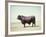 Santa Gertrudis Bull Is a Cross Between Shorthorns and Brahmans and Is Bred at King Ranch-John Dominis-Framed Photographic Print