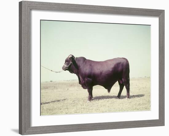 Santa Gertrudis Bull Is a Cross Between Shorthorns and Brahmans and Is Bred at King Ranch-John Dominis-Framed Photographic Print