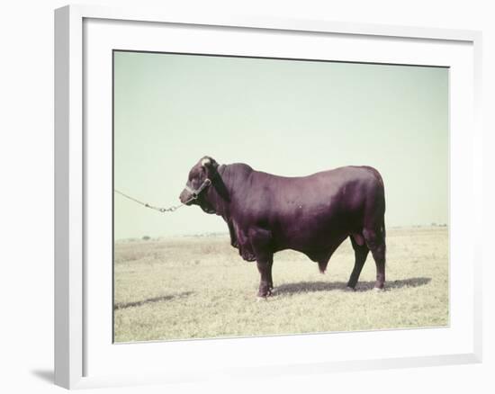 Santa Gertrudis Bull Is a Cross Between Shorthorns and Brahmans and Is Bred at King Ranch-John Dominis-Framed Photographic Print