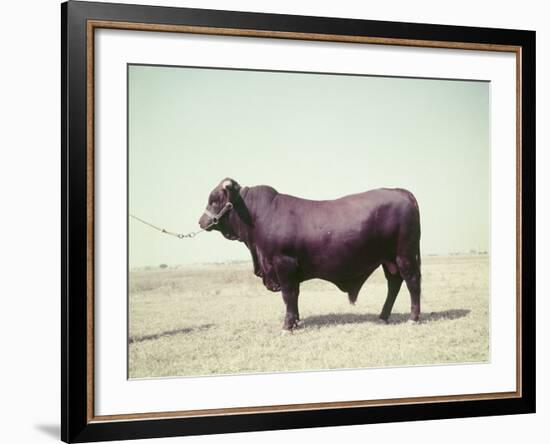 Santa Gertrudis Bull Is a Cross Between Shorthorns and Brahmans and Is Bred at King Ranch-John Dominis-Framed Photographic Print