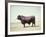 Santa Gertrudis Bull Is a Cross Between Shorthorns and Brahmans and Is Bred at King Ranch-John Dominis-Framed Photographic Print