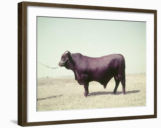 Santa Gertrudis Bull Is a Cross Between Shorthorns and Brahmans and Is Bred at King Ranch-John Dominis-Framed Photographic Print