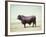 Santa Gertrudis Bull Is a Cross Between Shorthorns and Brahmans and Is Bred at King Ranch-John Dominis-Framed Photographic Print