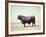 Santa Gertrudis Bull Is a Cross Between Shorthorns and Brahmans and Is Bred at King Ranch-John Dominis-Framed Photographic Print