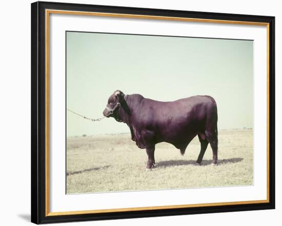 Santa Gertrudis Bull Is a Cross Between Shorthorns and Brahmans and Is Bred at King Ranch-John Dominis-Framed Photographic Print