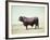 Santa Gertrudis Bull Is a Cross Between Shorthorns and Brahmans and Is Bred at King Ranch-John Dominis-Framed Photographic Print