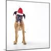 Santa Paws-Assaf Frank-Mounted Giclee Print