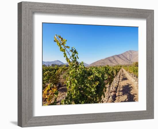 Santa Rita Vineyard, Alto Jahuel, Buin, Santiago Metropolitan Region, Chile, South America-Karol Kozlowski-Framed Photographic Print