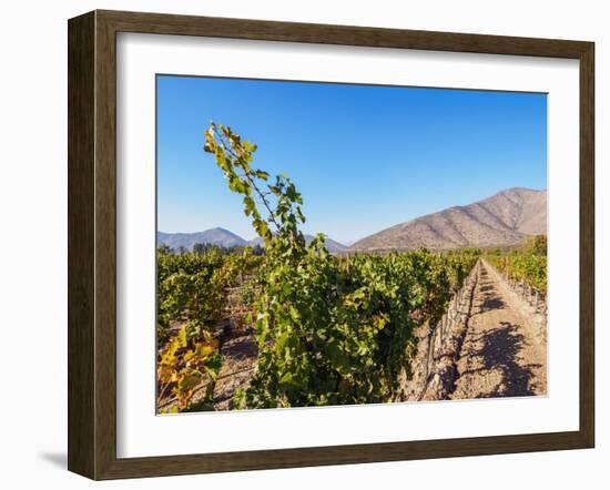 Santa Rita Vineyard, Alto Jahuel, Buin, Santiago Metropolitan Region, Chile, South America-Karol Kozlowski-Framed Photographic Print