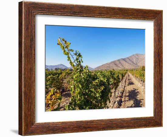 Santa Rita Vineyard, Alto Jahuel, Buin, Santiago Metropolitan Region, Chile, South America-Karol Kozlowski-Framed Photographic Print