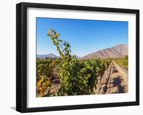 Santa Rita Vineyard, Alto Jahuel, Buin, Santiago Metropolitan Region, Chile, South America-Karol Kozlowski-Framed Photographic Print