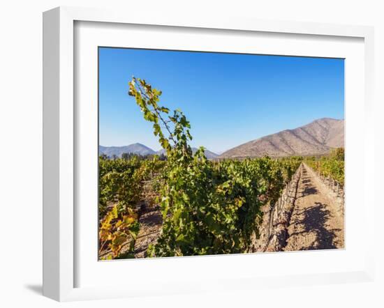 Santa Rita Vineyard, Alto Jahuel, Buin, Santiago Metropolitan Region, Chile, South America-Karol Kozlowski-Framed Photographic Print