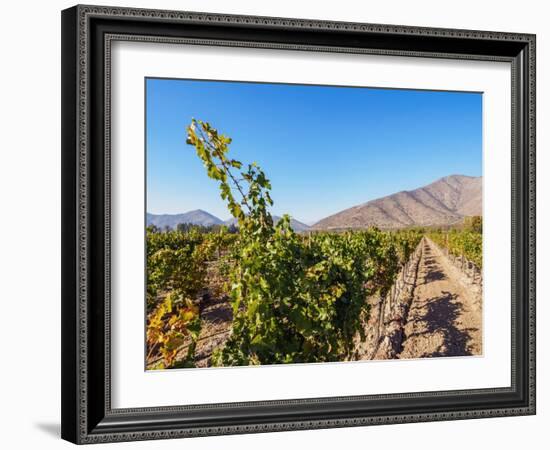 Santa Rita Vineyard, Alto Jahuel, Buin, Santiago Metropolitan Region, Chile, South America-Karol Kozlowski-Framed Photographic Print