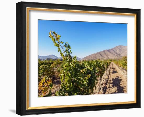 Santa Rita Vineyard, Alto Jahuel, Buin, Santiago Metropolitan Region, Chile, South America-Karol Kozlowski-Framed Photographic Print