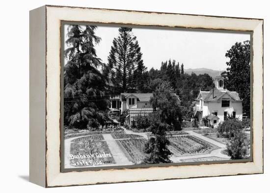 Santa Rosa, California - View of a Burbank Garden-Lantern Press-Framed Stretched Canvas