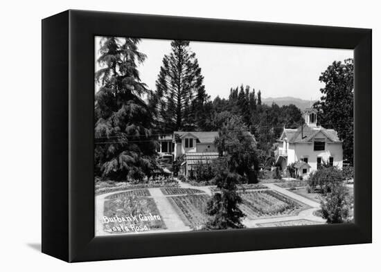 Santa Rosa, California - View of a Burbank Garden-Lantern Press-Framed Stretched Canvas