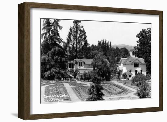 Santa Rosa, California - View of a Burbank Garden-Lantern Press-Framed Art Print