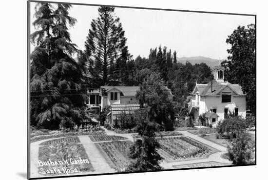 Santa Rosa, California - View of a Burbank Garden-Lantern Press-Mounted Art Print