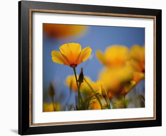 Santa Rosa Island, Channel Islands National Park, California: California Poppy-Ian Shive-Framed Photographic Print