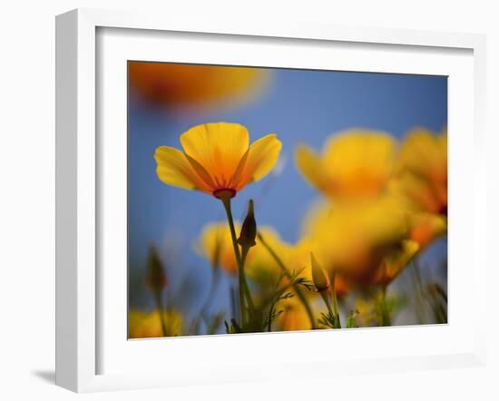 Santa Rosa Island, Channel Islands National Park, California: California Poppy-Ian Shive-Framed Photographic Print