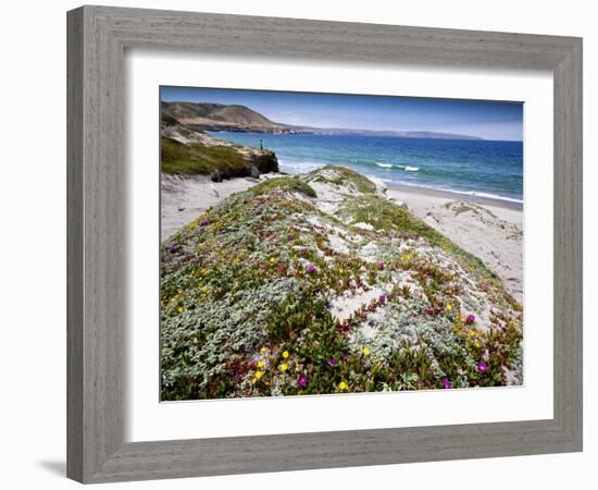 Santa Rosa Island, Channel Islands National Park, California. Wildflowers.-Ian Shive-Framed Photographic Print