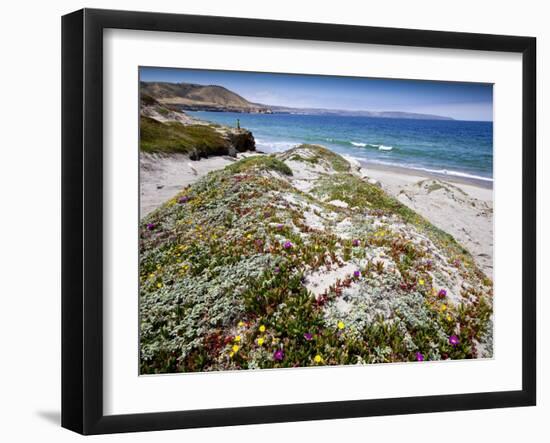 Santa Rosa Island, Channel Islands National Park, California. Wildflowers.-Ian Shive-Framed Photographic Print