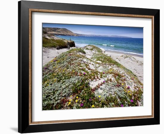 Santa Rosa Island, Channel Islands National Park, California. Wildflowers.-Ian Shive-Framed Photographic Print