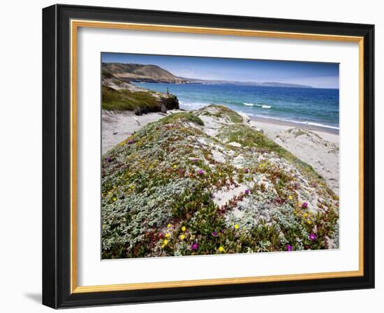 Santa Rosa Island, Channel Islands National Park, California. Wildflowers.-Ian Shive-Framed Photographic Print