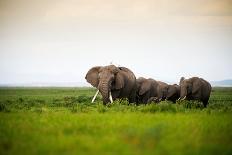 African Elephant Herd at Sunset in Amboseli National Park, Kenya-Santosh Saligram-Photographic Print