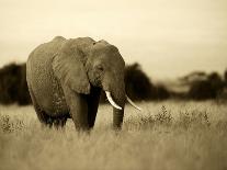 African Elephant in Amboseli National Park, Kenya-Santosh Saligram-Framed Photographic Print