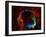 SAO: RCW 86-null-Framed Photographic Print