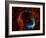 SAO: RCW 86-null-Framed Photographic Print