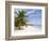 Saona Island, Dominican Republic, West Indies, Caribbean, Central America-Frank Fell-Framed Photographic Print