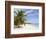 Saona Island, Dominican Republic, West Indies, Caribbean, Central America-Frank Fell-Framed Photographic Print