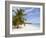 Saona Island, Dominican Republic, West Indies, Caribbean, Central America-Frank Fell-Framed Photographic Print