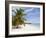 Saona Island, Dominican Republic, West Indies, Caribbean, Central America-Frank Fell-Framed Photographic Print