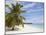 Saona Island, Dominican Republic, West Indies, Caribbean, Central America-Frank Fell-Mounted Photographic Print