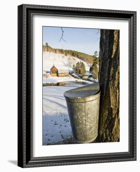 Sap buckets on Maple Trees, Pomfret, Vermont, USA-Jerry & Marcy Monkman-Framed Photographic Print